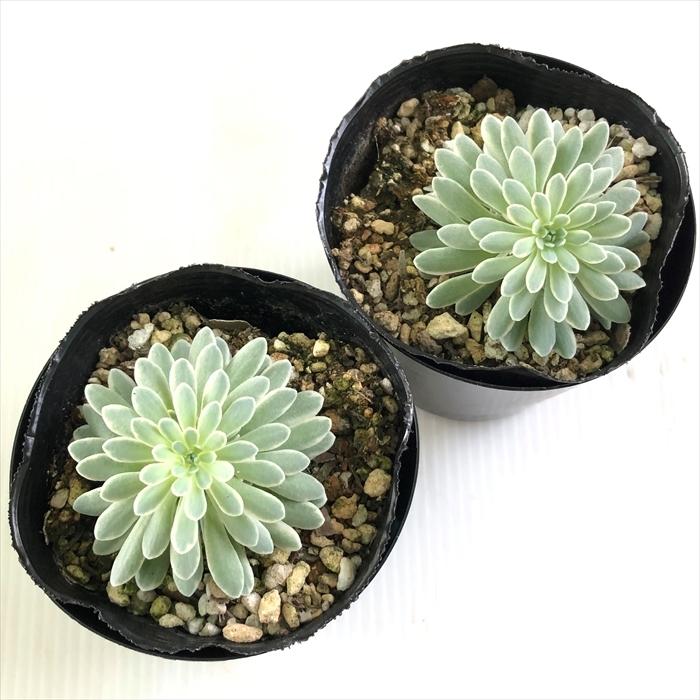 その他多肉植物 TAKA 日本花キ流通 多肉植物 seミセバヤ 斑入りタカスソウ 多肉植物 セダム