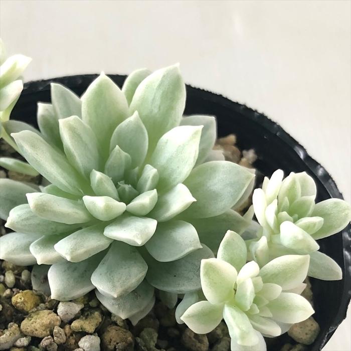 日本花キ流通 多肉植物 seエケベリア プロリフィカ錦 エケベリア 日本花キ流通 多肉植物 seエケベリア プロリフィカ錦 エケベリア