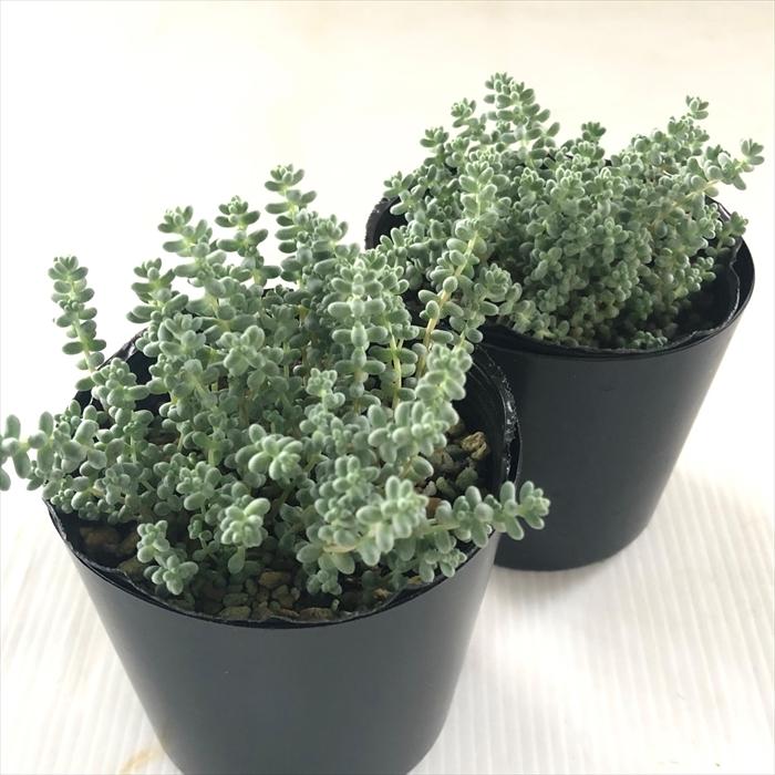 日本花キ流通 多肉植物 seセダム そよ風の天使 多肉植物 セダム ブレビ