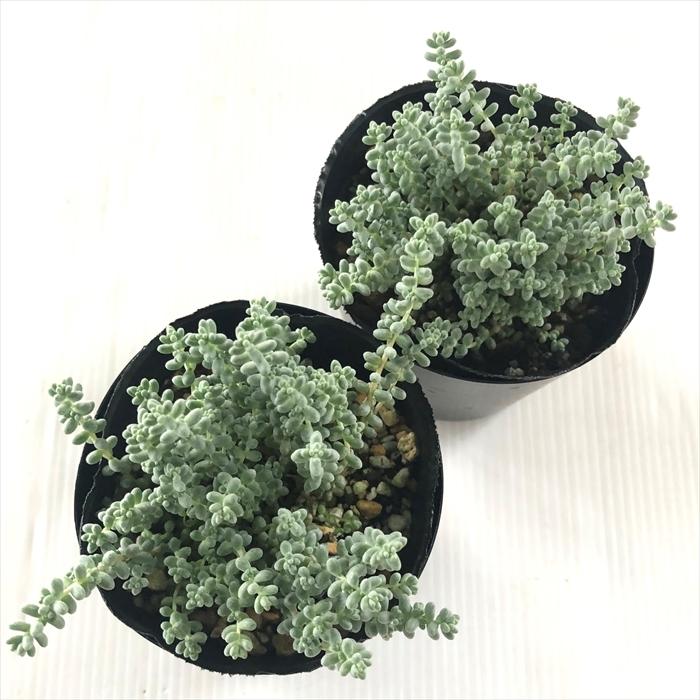 日本花キ流通 多肉植物 seセダム そよ風の天使 多肉植物 セダム ブレビ