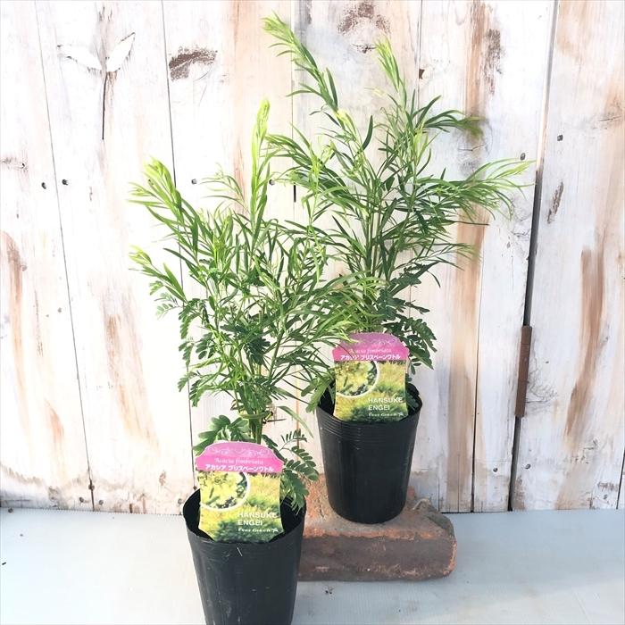 アカシア ブリスベーンワトル 観葉植物 10 5cmポット 苗木 花苗 Z フラワーネット日本花キ流通 通販 Yahoo ショッピング