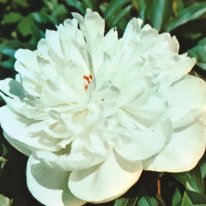 予約販売 芍薬 花香殿 12cmポット 変わり咲き シャクヤク 苗木 Z フラワーネット日本花キ流通 通販 Yahoo ショッピング