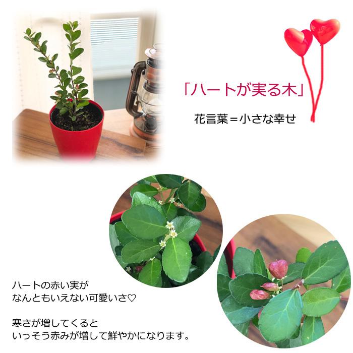 日本花キ流通 ハートが実る木 3号鉢 登録品種 ハートの実 ハリ