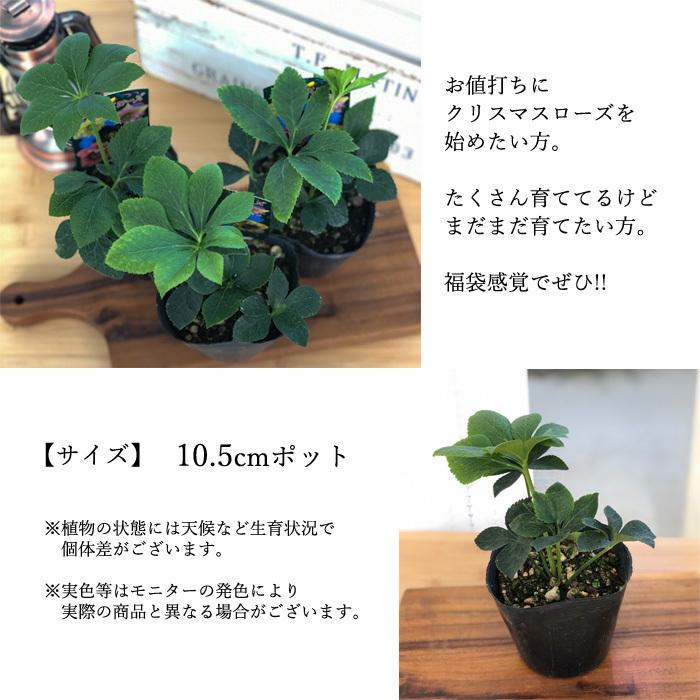 日本花キ流通 八重咲きクリスマスローズ苗 おまかせ3個セット 日本花キ流通 八重咲きクリスマスローズ苗 おまかせ3個セット
