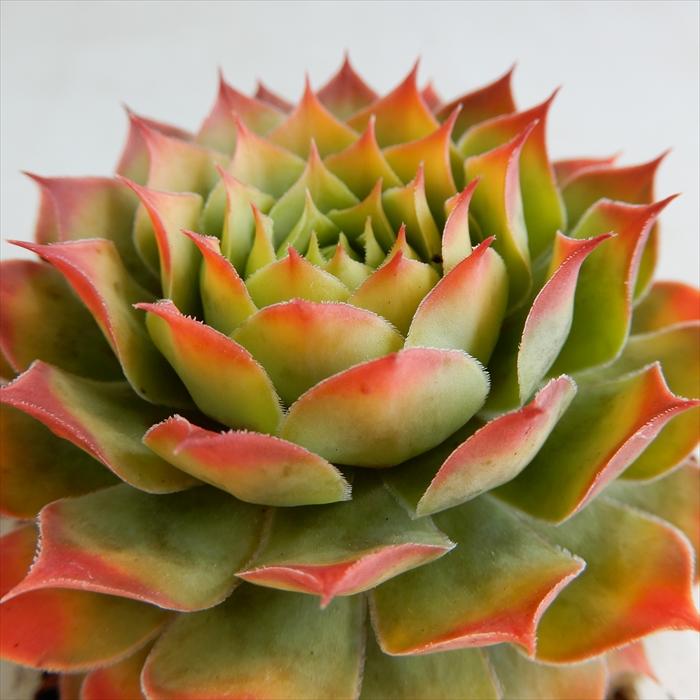 多肉植物 Shセンペルビウム ゴールドナゲット 多肉植物 センペルビウム 9cmポット Z フラワーネット日本花キ流通 通販 Yahoo ショッピング