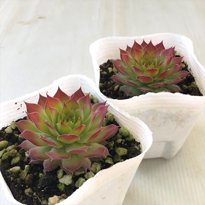 多肉植物 Shセンペルビウム ゴールドナゲット 多肉植物 センペルビウム 9cmポット Z フラワーネット日本花キ流通 通販 Yahoo ショッピング