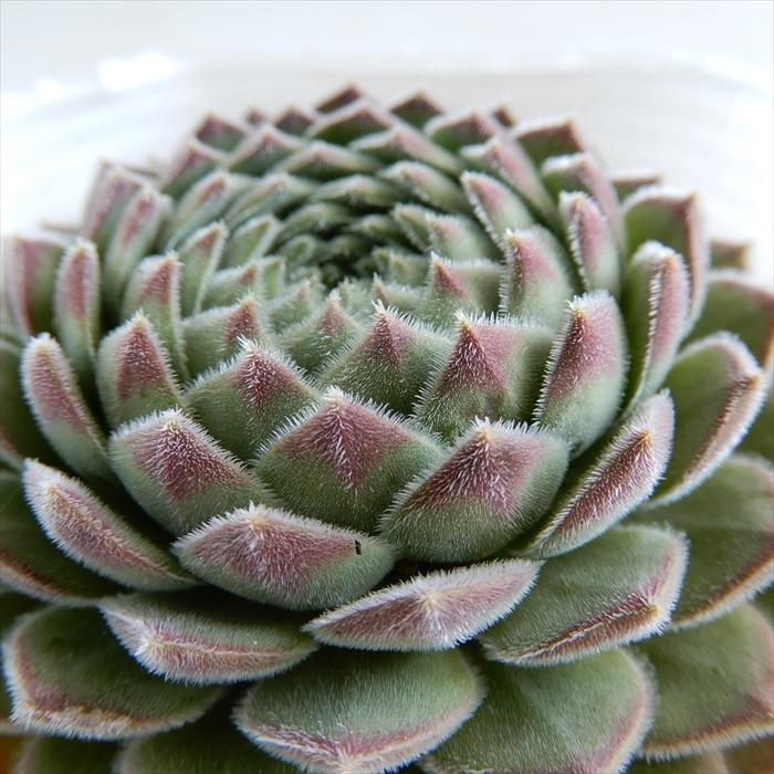 多肉植物 Shセンペルビウム シュガーシマー 多肉植物 センペルビウム 9cmポット Z フラワーネット日本花キ流通 通販 Yahoo ショッピング