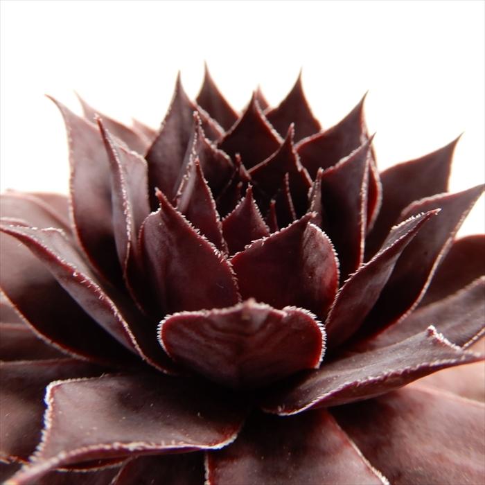 多肉植物 Shセンペルビウム ストロベリーキウイ 多肉植物 センペルビウム 9cmポット Z フラワーネット日本花キ流通 通販 Yahoo ショッピング