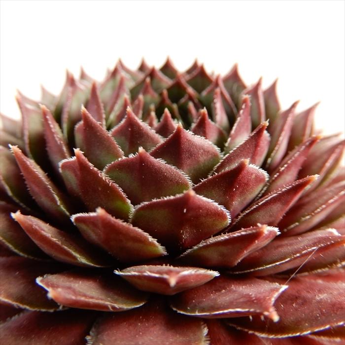 多肉植物 Shセンペルビウム ビングチェリー 多肉植物 センペルビウム 9cmポット Z フラワーネット日本花キ流通 通販 Yahoo ショッピング