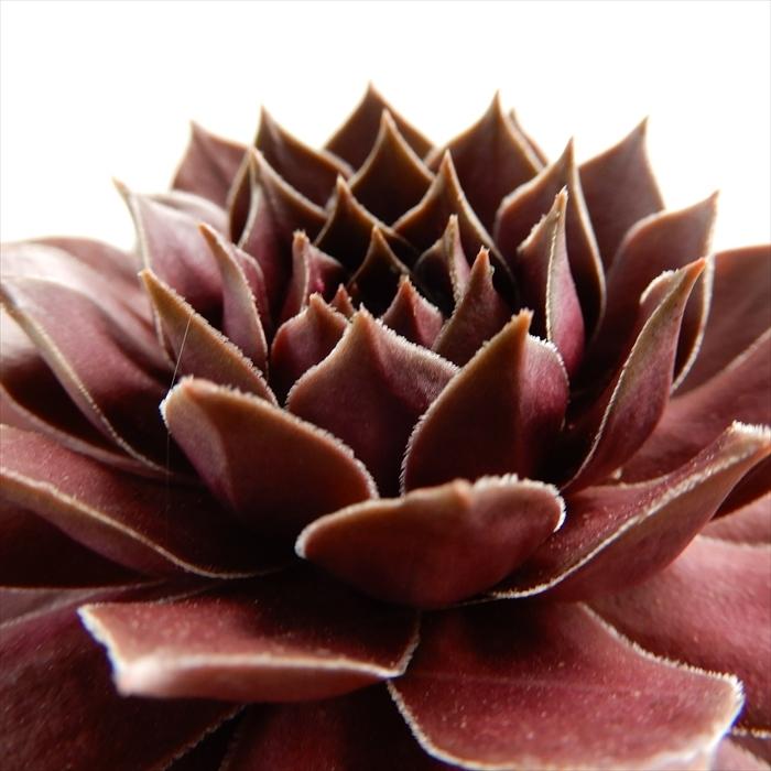 多肉植物 Shセンペルビウム チョコレートキス 多肉植物 センペルビウム 9cmポット Z フラワーネット日本花キ流通 通販 Yahoo ショッピング