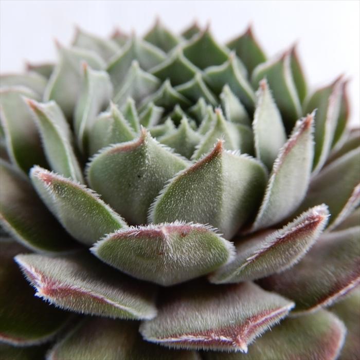 多肉植物 Shセンペルビウム シルバースエード 多肉植物 センペルビウム 9cmポット Z フラワーネット日本花キ流通 通販 Yahoo ショッピング