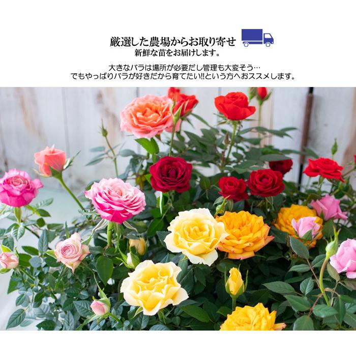 予約販売 選べるミニバラ 3号ポット バラ 薔薇 バラ苗 苗 ミニバラ 3月下旬以降発送 Z フラワーネット日本花キ流通 通販 Yahoo ショッピング