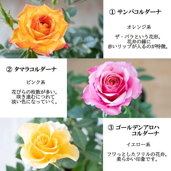 予約販売 選べるミニバラ 3号ポット バラ 薔薇 バラ苗 苗 ミニバラ 3月下旬以降発送 Z フラワーネット日本花キ流通 通販 Yahoo ショッピング