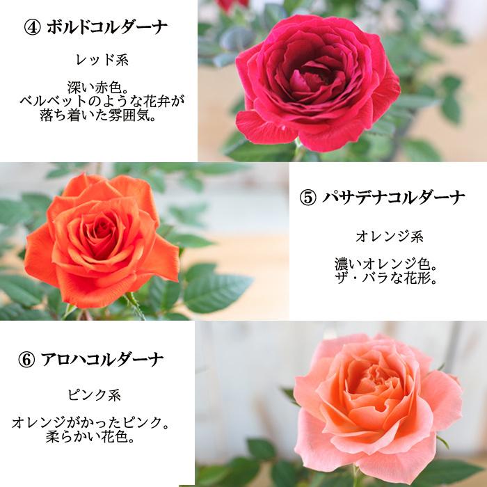 予約販売 選べるミニバラ 3号ポット バラ 薔薇 バラ苗 苗 ミニバラ 3月下旬以降発送 Z フラワーネット日本花キ流通 通販 Yahoo ショッピング