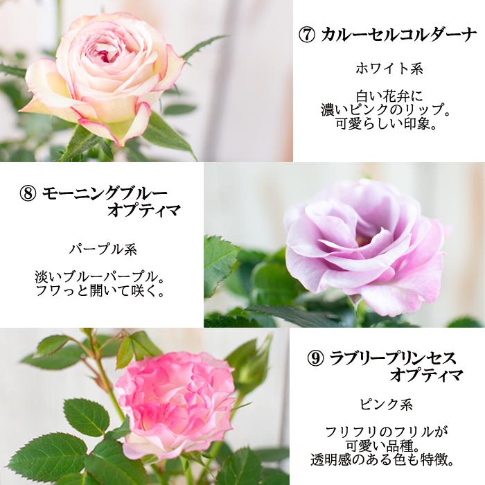 予約販売 選べるミニバラ 3号ポット バラ 薔薇 バラ苗 苗 ミニバラ 3月下旬以降発送 Z フラワーネット日本花キ流通 通販 Yahoo ショッピング