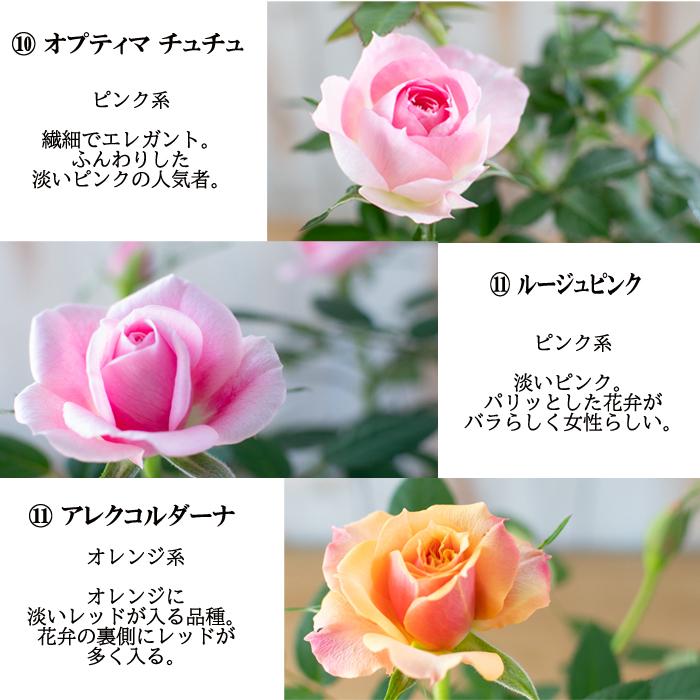 予約販売 選べるミニバラ 3号ポット バラ 薔薇 バラ苗 苗 ミニバラ 3月下旬以降発送 Z フラワーネット日本花キ流通 通販 Yahoo ショッピング