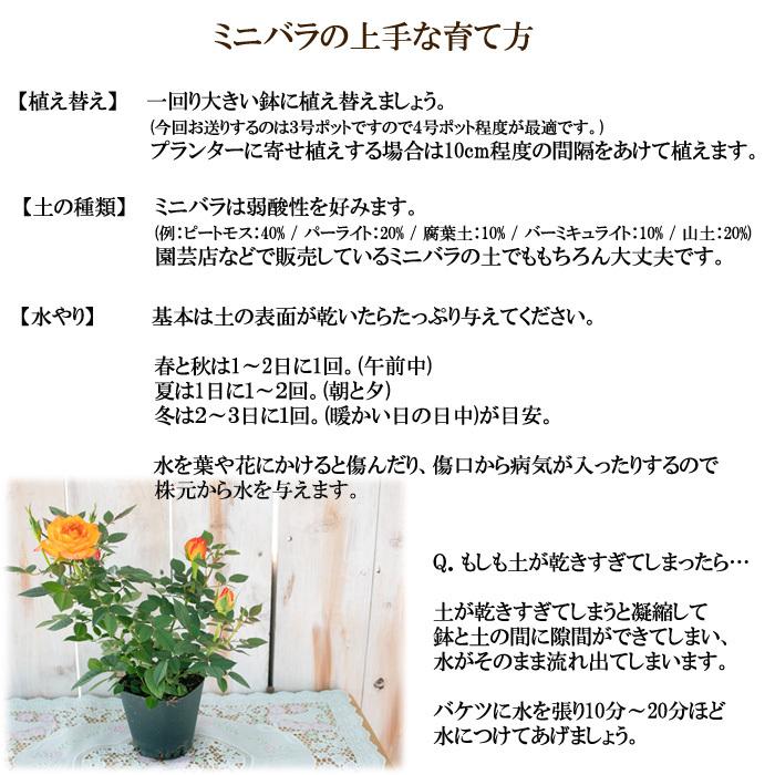 予約販売 選べるミニバラ 3号ポット バラ 薔薇 バラ苗 苗 ミニバラ 3月下旬以降発送 Z フラワーネット日本花キ流通 通販 Yahoo ショッピング