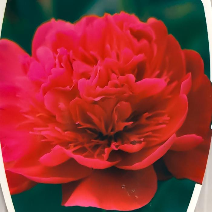 予約販売 芍薬 紅河 12cmポット 変わり咲き シャクヤク 苗木 Z フラワーネット日本花キ流通 通販 Yahoo ショッピング