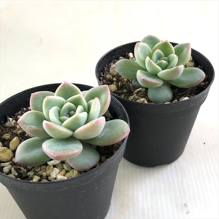 多肉植物 Skエケベリア アマビレ 多肉植物 エケベリア 7 5cmポット Z フラワーネット日本花キ流通 通販 Yahoo ショッピング