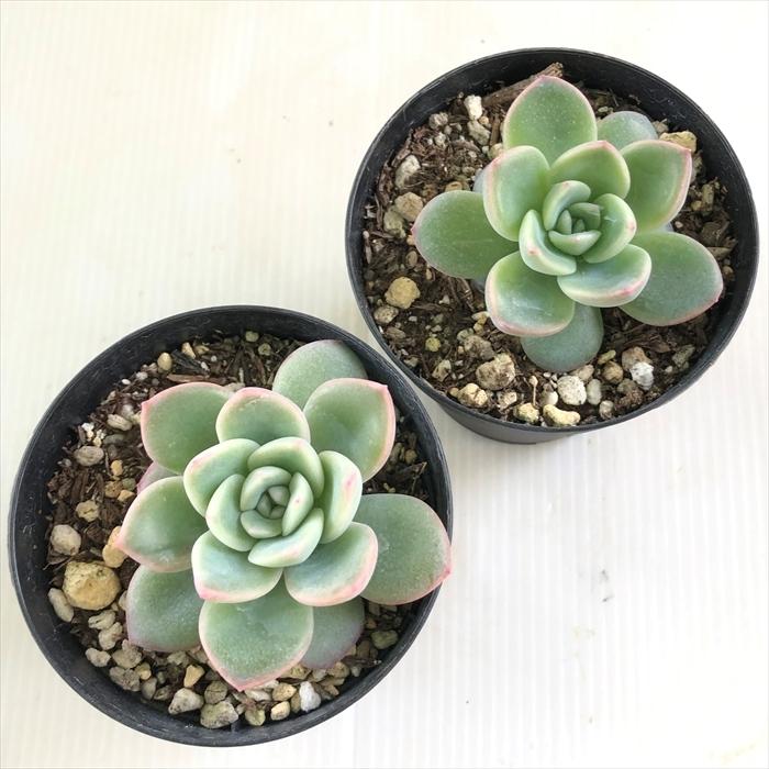 多肉植物 Skエケベリア アマビレ 多肉植物 エケベリア 7 5cmポット Z フラワーネット日本花キ流通 通販 Yahoo ショッピング