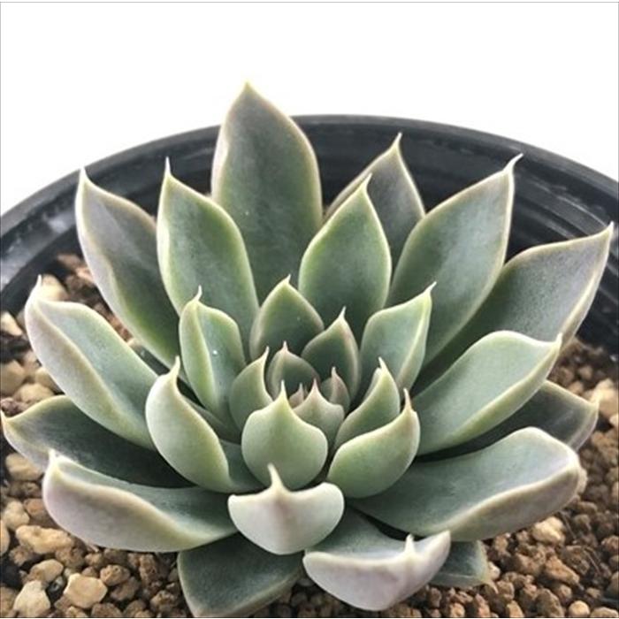 日本花キ流通 多肉植物 hmエケベリア ウィンドオブチェンジ 多肉植物