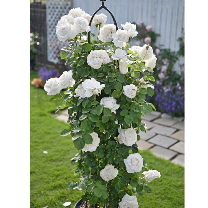 予約販売 バラ苗 バラ大苗 デルバール パブロワ 品種登録出願中 四季咲き 白 薔薇 バラ Hao 12月上旬以降発送 Z フラワーネット日本花キ流通 通販 Yahoo ショッピング
