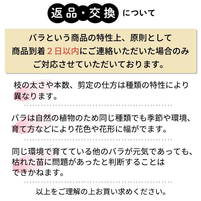予約販売 バラ苗 バラ大苗 ドリュ ピンクビンテージ 品種登録出願中