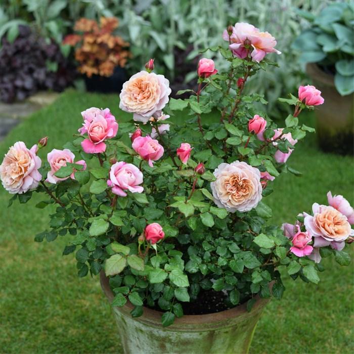 予約販売 バラ苗 バラ大苗 ドリュ ラテラス 品種登録出願中