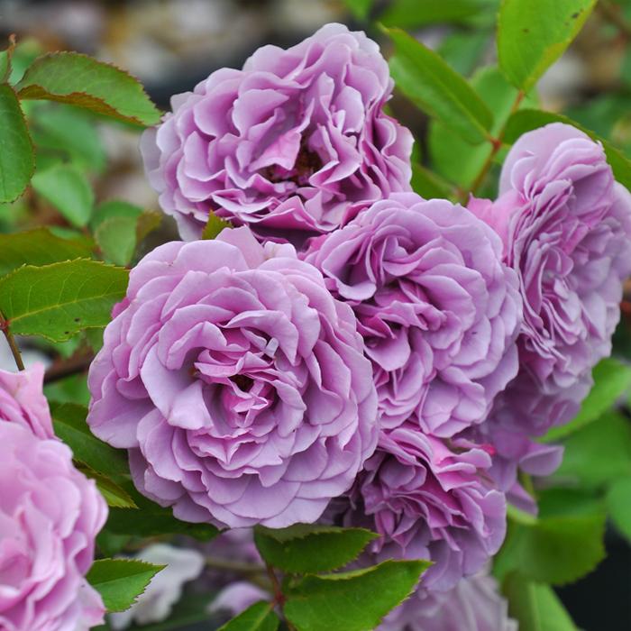 予約販売 バラ苗 バラ大苗 ロサ オリエンティス シャドウオブザムーン