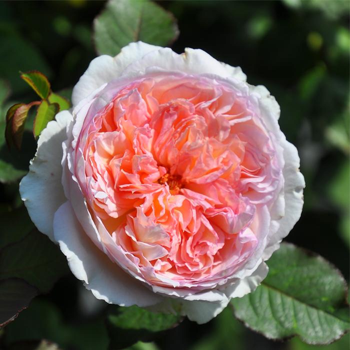 予約販売 バラ苗 バラ大苗 ロサ オリエンティス トロイメライ 四季咲き ピンク 薔薇 Hao 12月上旬以降発送 Z フラワーネット日本花キ流通 通販 Yahoo ショッピング