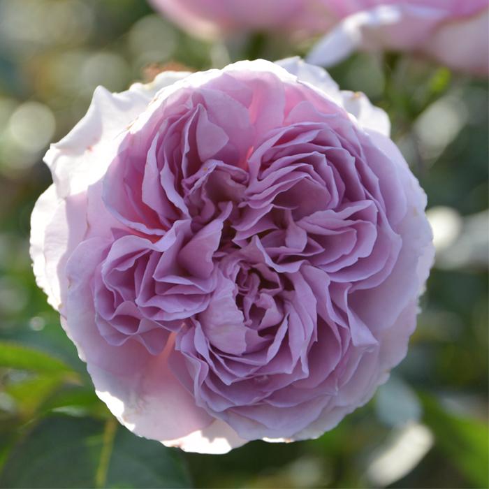 バラ苗　特大8号　正規品　コントレイル　ロサオリエンティス　バラ 楽天市場】予約販売 バラ苗 バラ大苗 ロサ オリエンティス