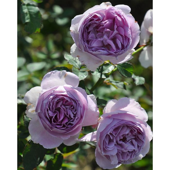 専用 ロサオリエンティス バラ苗 リラ リラ バラ苗 バラ 紫のバラ 薔薇 ロサオリエンティス