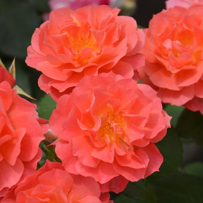 予約販売 バラ苗 バラ大苗 ロサ オリエンティス アリュマージュ 品種登録出願中 繰り返し咲き オレンジ 薔薇 ばら Hao 2月下旬以降発送 Z フラワーネット日本花キ流通 通販 Yahoo ショッピング