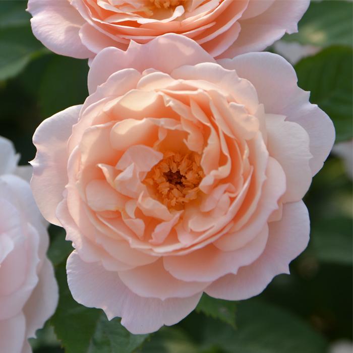 予約販売 バラ大苗 ロサ オリエンティス スタリィヘブンズ 品種登録出願中 四季咲き アプリコット 薔薇 ばら Hao 12月上旬以降発送 Z フラワーネット日本花キ流通 通販 Yahoo ショッピング