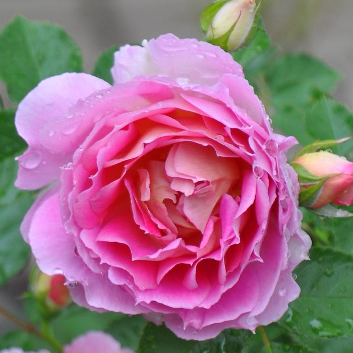 予約販売 バラ苗 バラ大苗 ロサ オリエンティス ペネロペイア 品種登録出願中 四季咲き ピンク 薔薇 ばら Hao 12月上旬以降発送 Z フラワーネット日本花キ流通 通販 Yahoo ショッピング