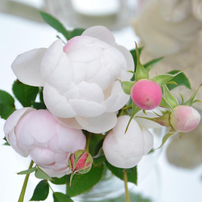 予約販売 バラ苗 バラ大苗 ロサ オリエンティス ラパン 四季咲き アイボリー 薔薇 バラ Hao 12月上旬以降発送 Z フラワーネット日本花キ流通 通販 Yahoo ショッピング