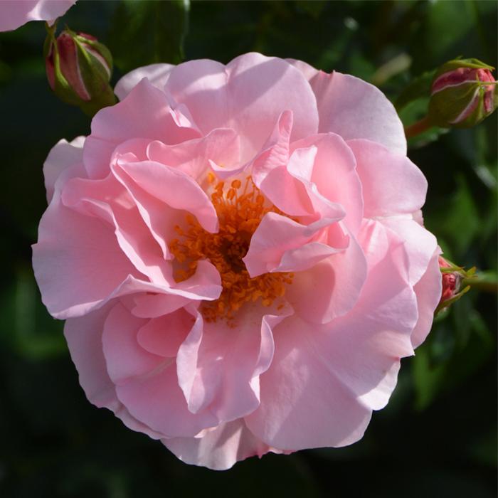 予約販売 バラ苗 バラ大苗 ロサ オリエンティス リサリサ 品種登録出願