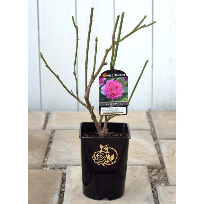 予約販売 バラ苗 バラ大苗 ロサ オリエンティス ロマンティック