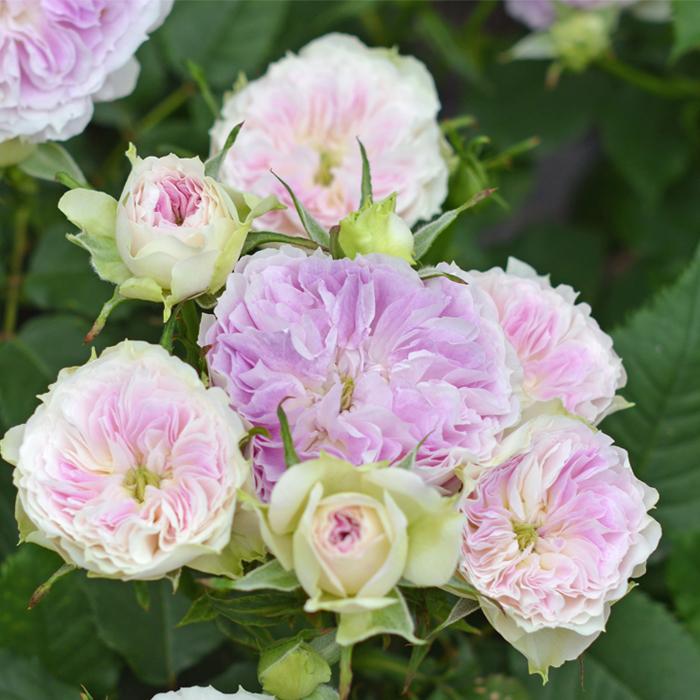 予約販売 バラ苗 バラ大苗 河本バラ園 ブルームーンストーン 品種登録出願中 四季咲き モーヴ 薔薇 バラ Hao 2月下旬以降発送 Z フラワーネット日本花キ流通 通販 Yahoo ショッピング