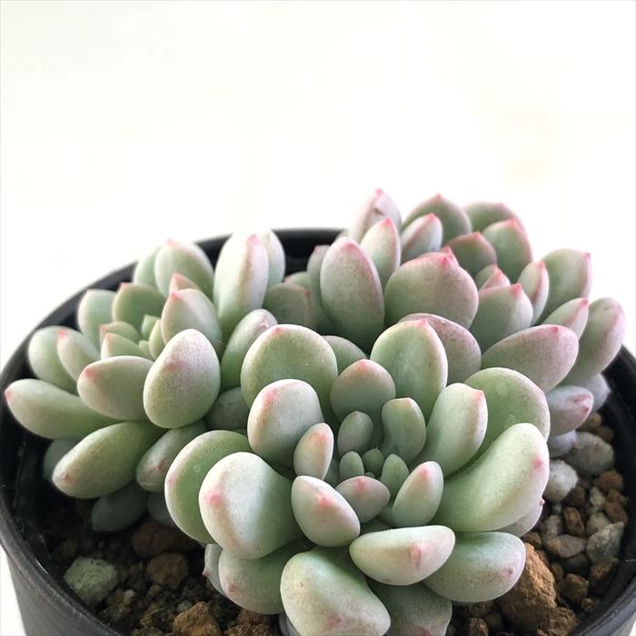 多肉植物 Hmエケベリア ポールビーン 多肉植物 エケベリア 6cmポット Z フラワーネット日本花キ流通 通販 Yahoo ショッピング