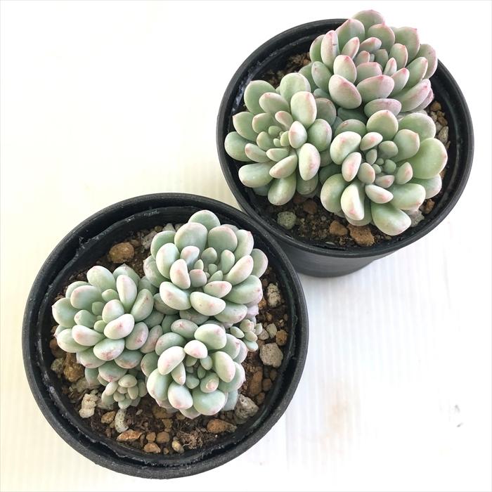 多肉植物 Hmエケベリア ポールビーン 多肉植物 エケベリア 6cmポット Z フラワーネット日本花キ流通 通販 Yahoo ショッピング