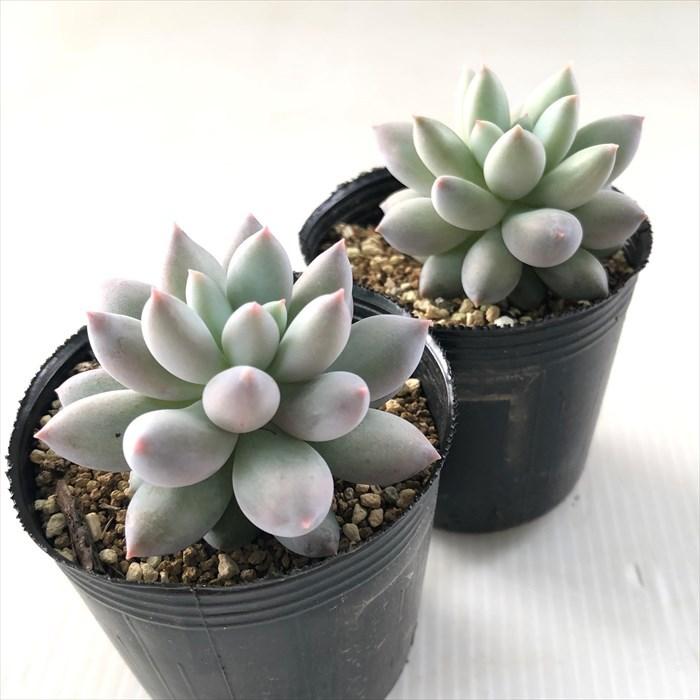 多肉植物 Hmパキベリア ラブ美人 ラウイ交配 多肉植物 パキベリア 6cmポット Z フラワーネット日本花キ流通 通販 Yahoo ショッピング