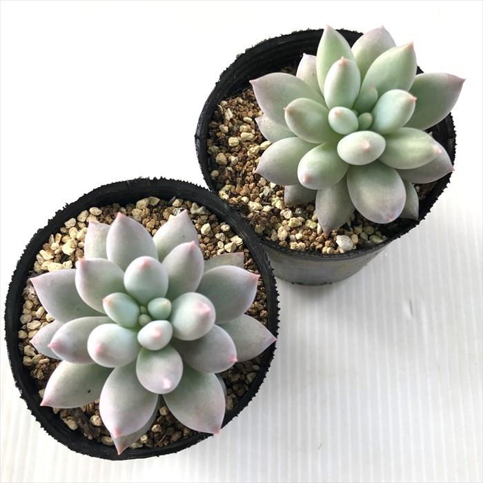 多肉植物 Hmパキベリア ラブ美人 ラウイ交配 多肉植物 パキベリア 6cmポット Z フラワーネット日本花キ流通 通販 Yahoo ショッピング