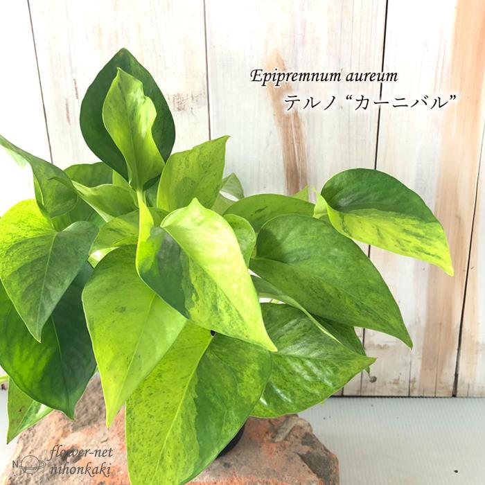 ポトス テルノ カーニバル 観葉植物 インテリア おしゃれ 9cmポット Z フラワーネット日本花キ流通 通販 Yahoo ショッピング