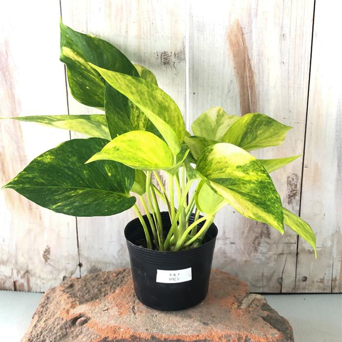 ポトス テルノ ロビン 観葉植物 インテリア おしゃれ 9cmポット Z フラワーネット日本花キ流通 通販 Yahoo ショッピング