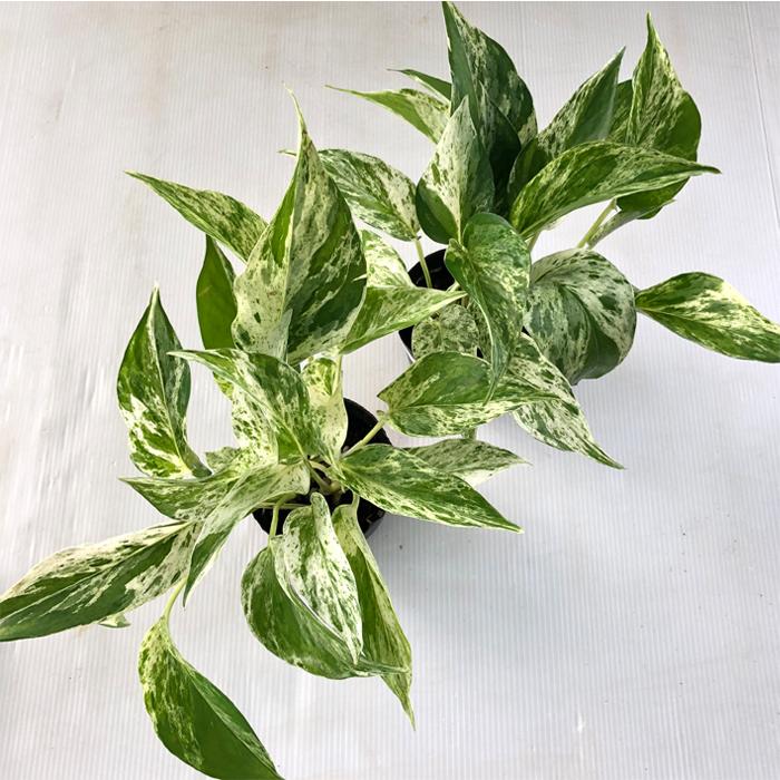 ポトス テルノ ファンファーレ 観葉植物 インテリア おしゃれ 9cmポット Z フラワーネット日本花キ流通 通販 Yahoo ショッピング