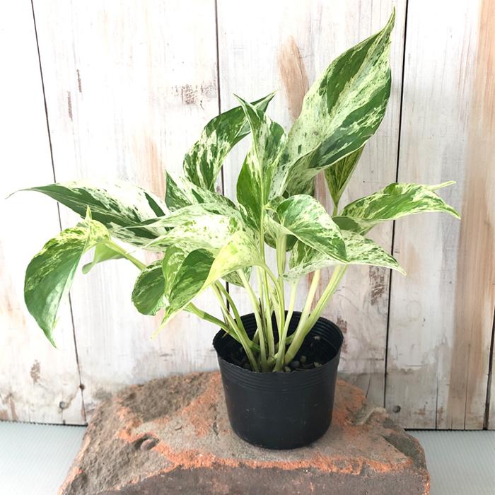 ポトス テルノ ファンファーレ 観葉植物 インテリア おしゃれ 9cmポット Z フラワーネット日本花キ流通 通販 Yahoo ショッピング