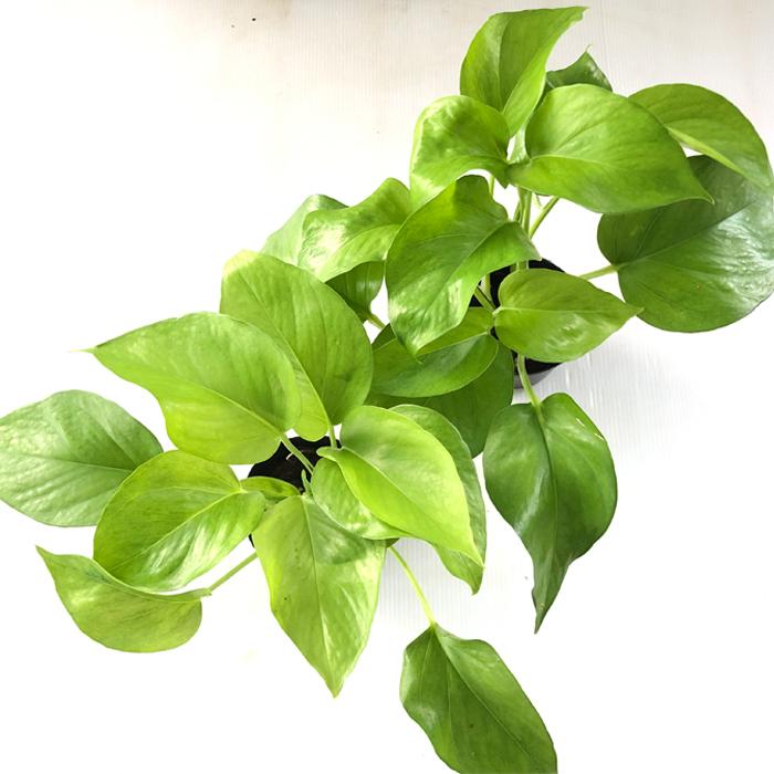 ポトス テルノ ビーナス 観葉植物 インテリア おしゃれ 9cmポット Z フラワーネット日本花キ流通 通販 Yahoo ショッピング