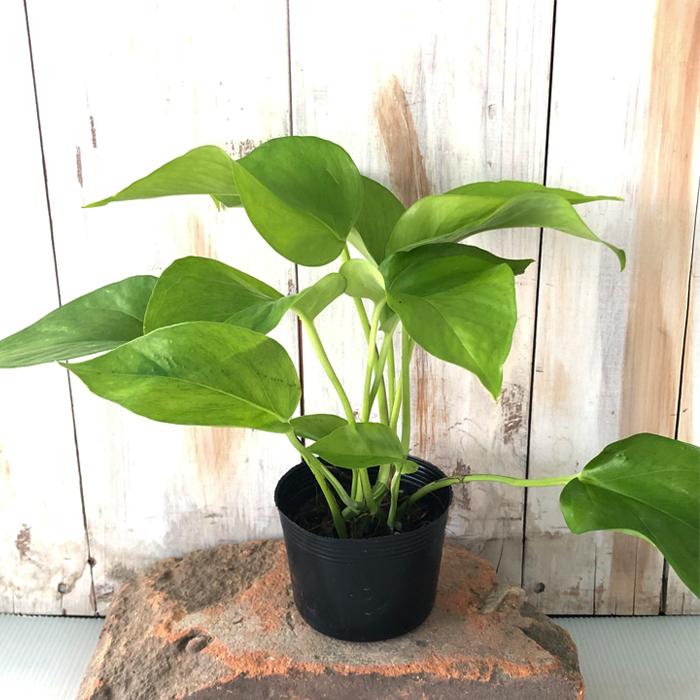 ポトス テルノ ビーナス 観葉植物 インテリア おしゃれ 9cmポット Z フラワーネット日本花キ流通 通販 Yahoo ショッピング