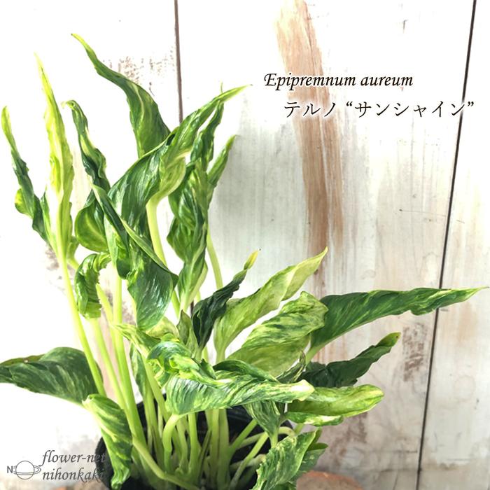 観葉植物 ポトス テルノ No.011 サンシャイン 8cmポット 小型